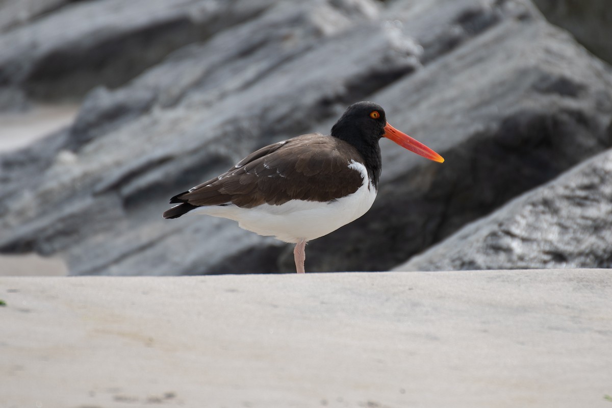 American Oystercatcher - ML616230811