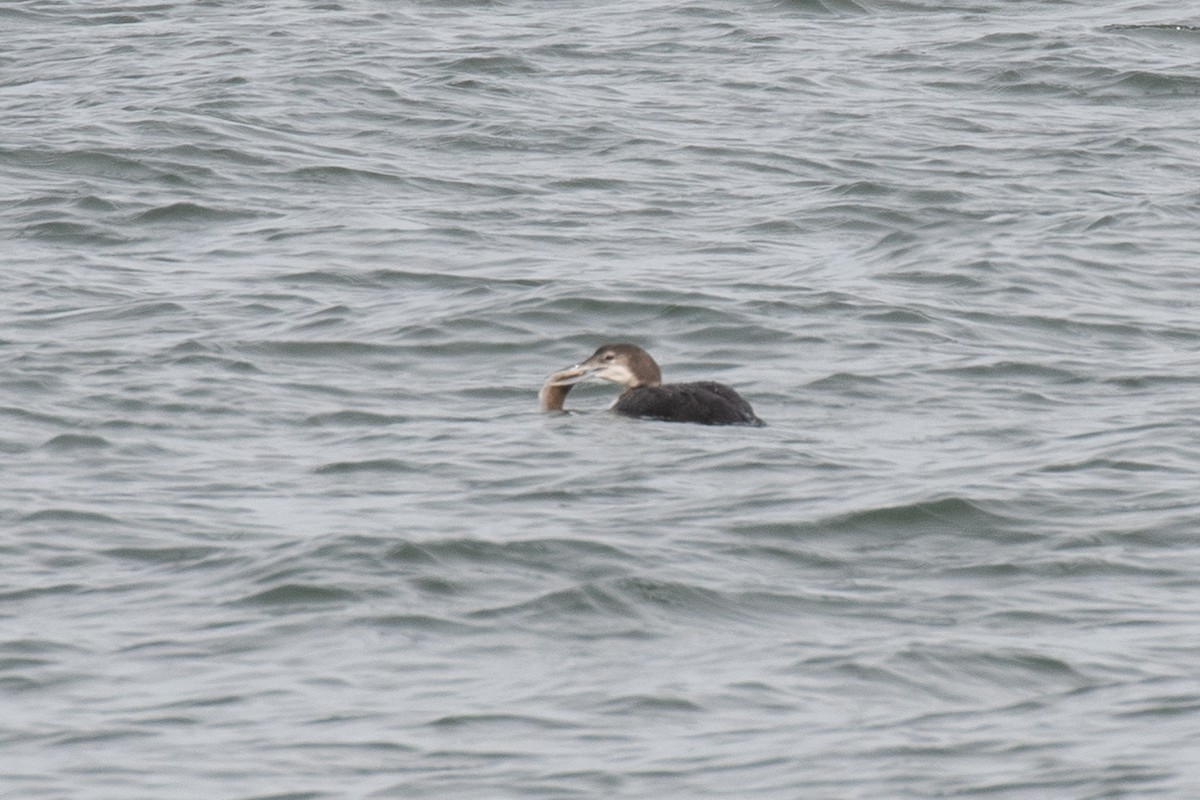 Common Loon - ML616230830