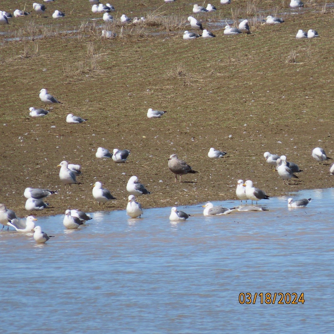 Herring Gull (American) - ML616230844