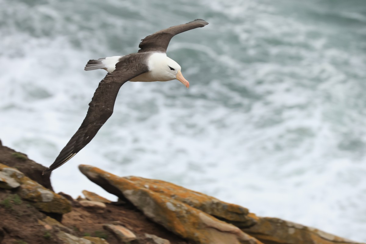 Black-browed Albatross - ML616230875