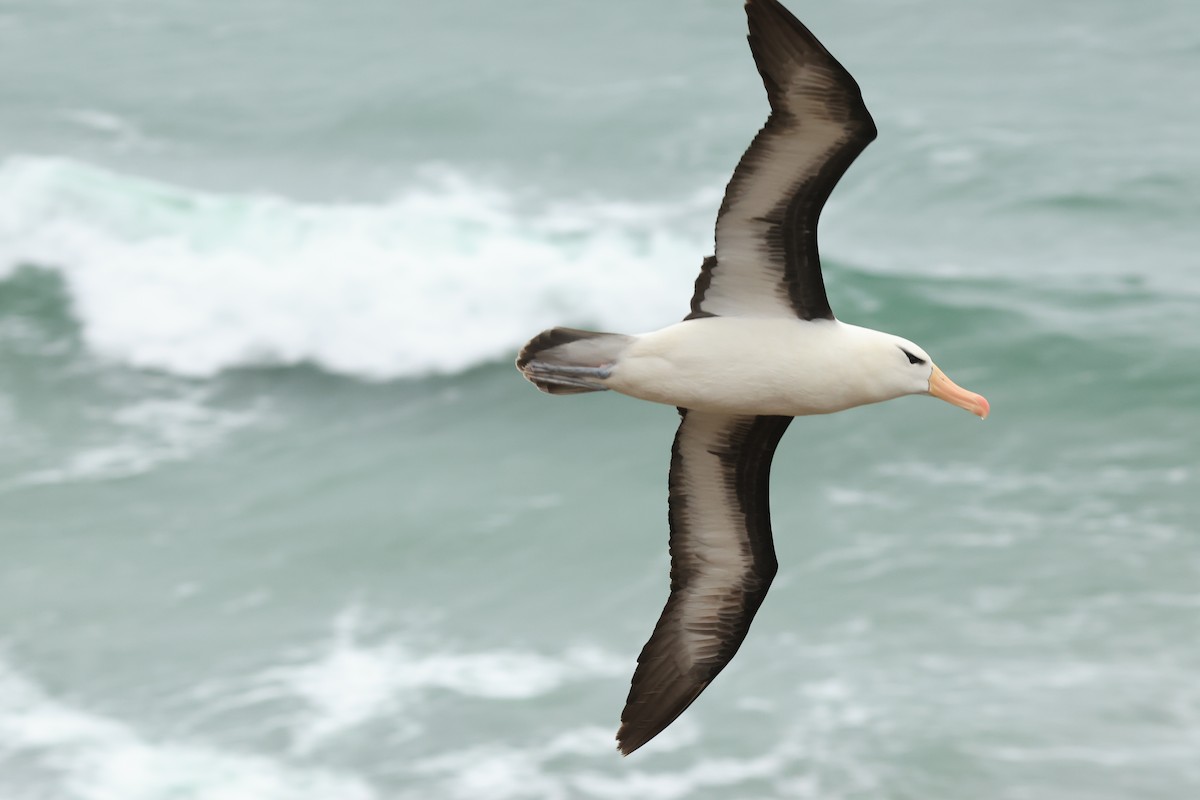 Albatros à sourcils noirs - ML616230876