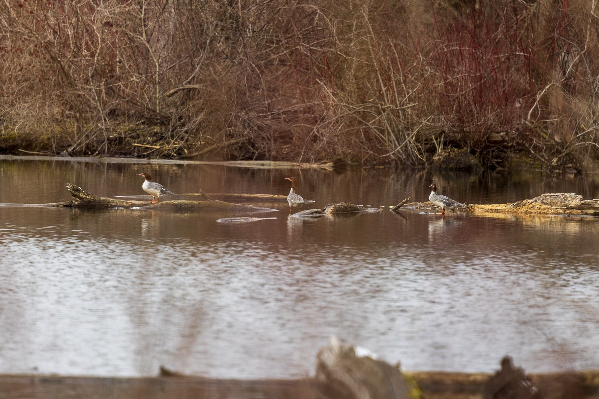 Common Merganser - ML616230877