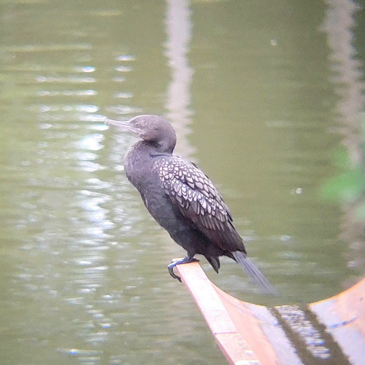 Little Black Cormorant - ML616230934