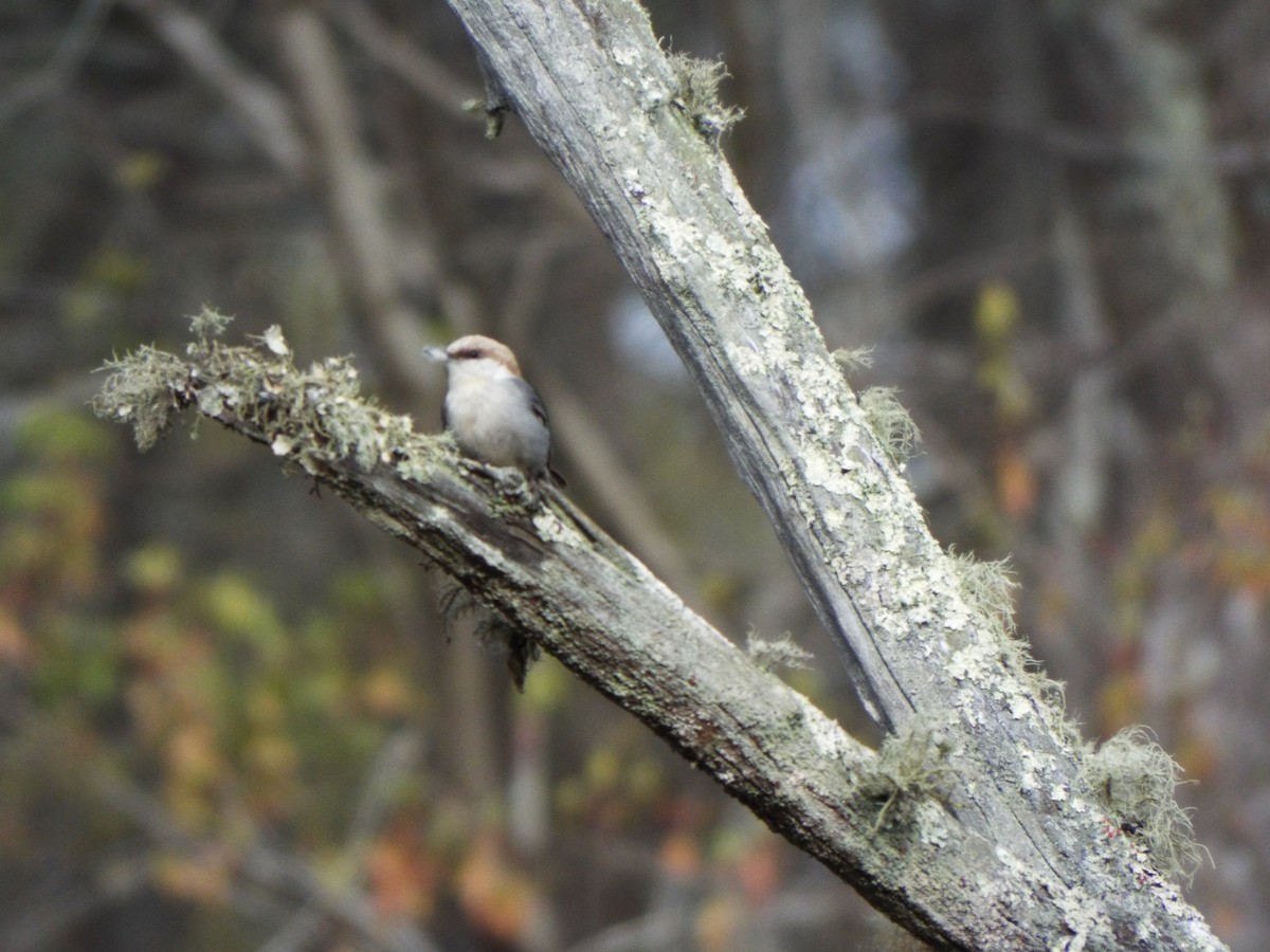 Brown-headed Nuthatch - ML616230984