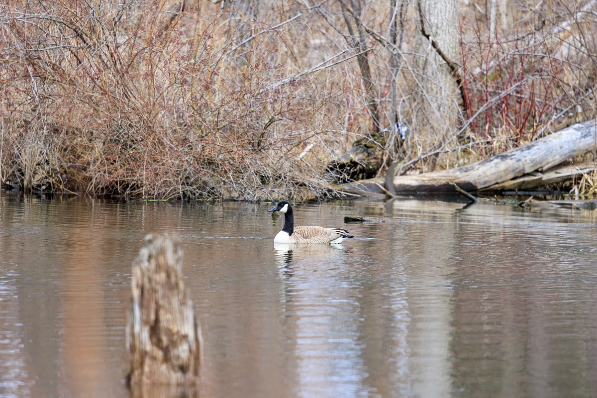 Canada Goose - ML616231117