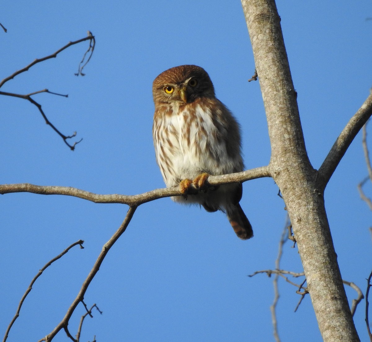 Ferruginous Pygmy-Owl - ML616231134