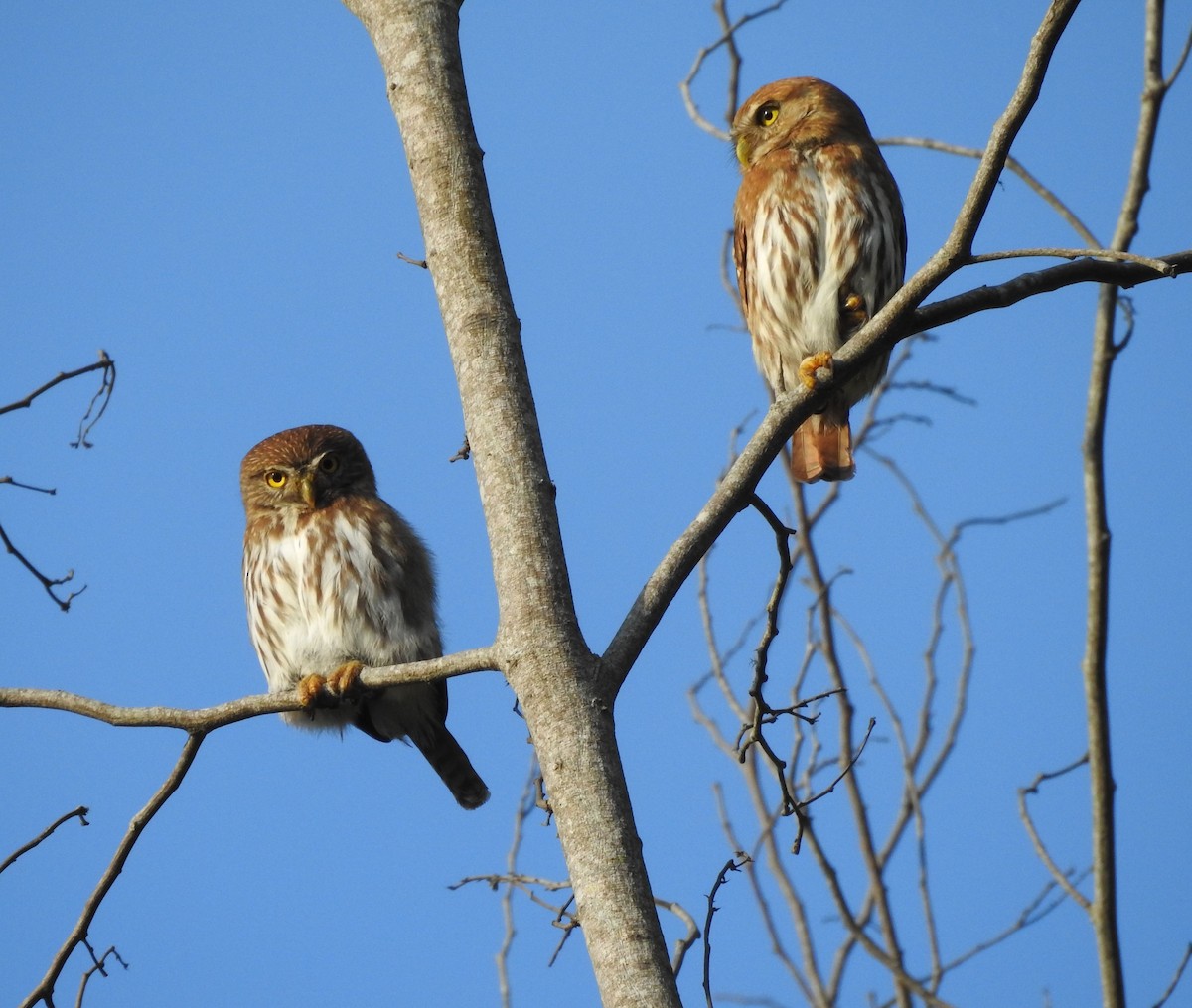 Ferruginous Pygmy-Owl - ML616231136