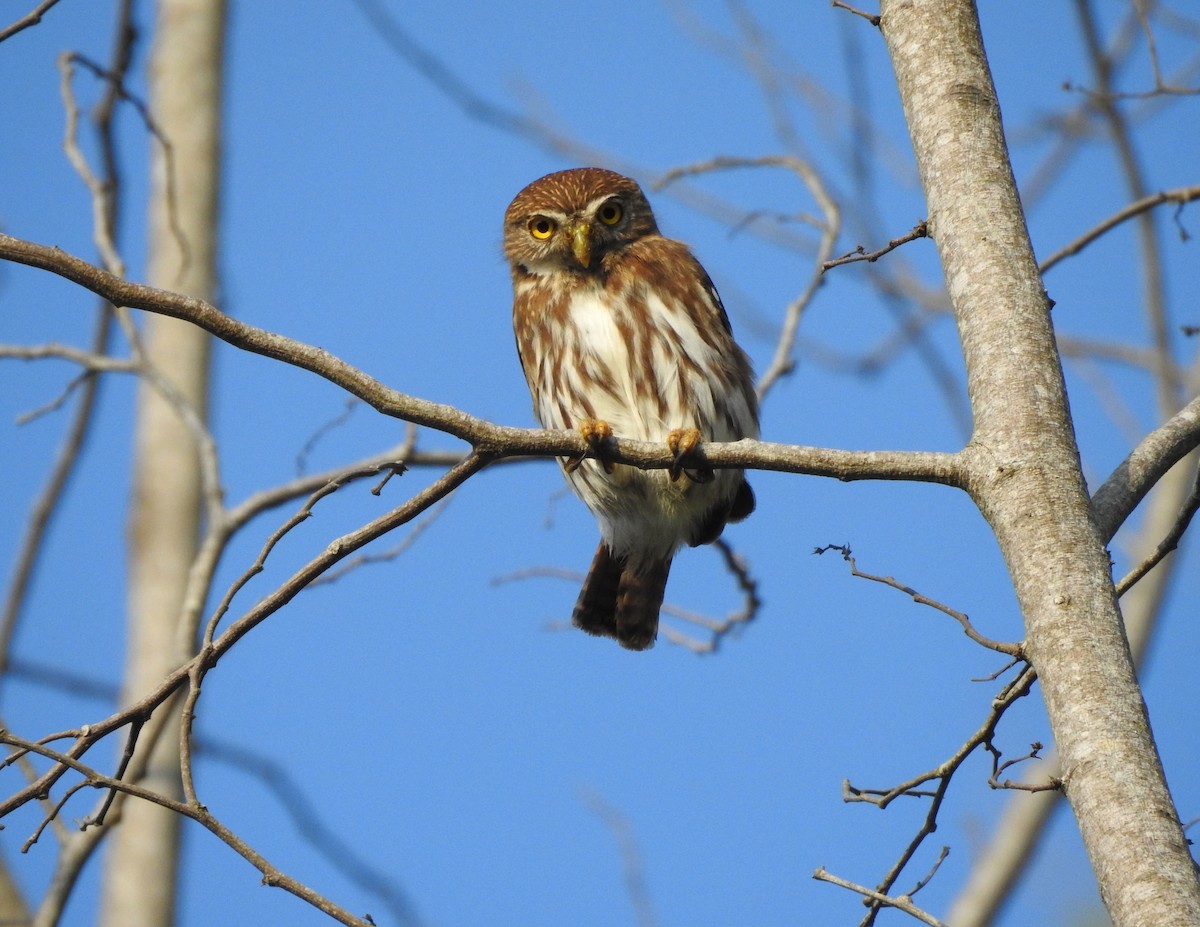 Ferruginous Pygmy-Owl - ML616231139