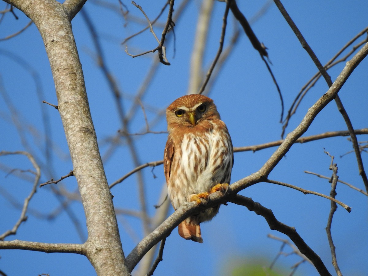 Ferruginous Pygmy-Owl - ML616231143