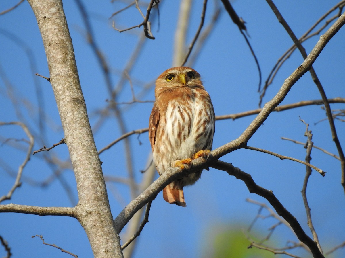 Ferruginous Pygmy-Owl - ML616231144