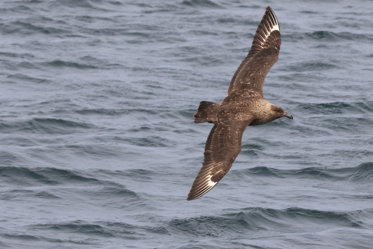 Brown Skua - ML616231188