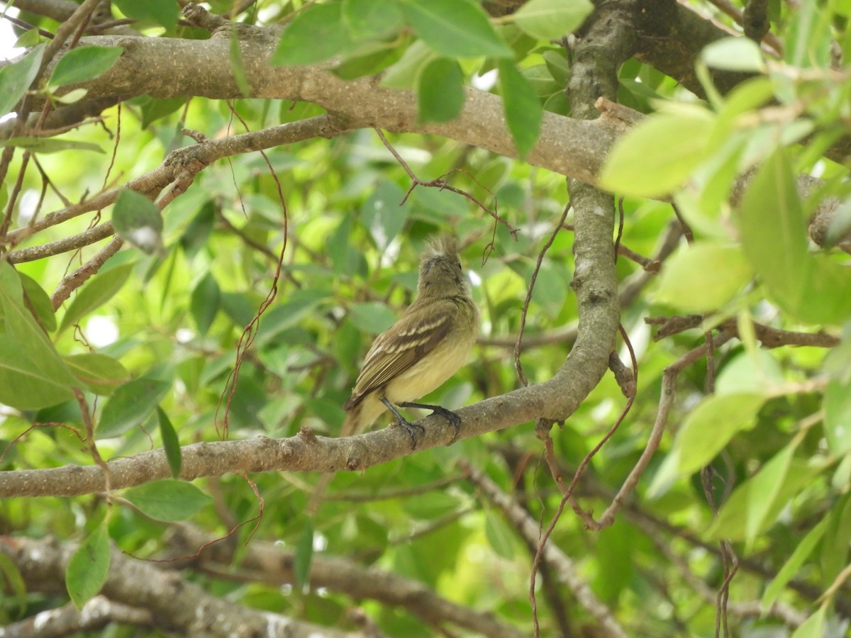 Yellow-bellied Elaenia - Jessie Stuebner