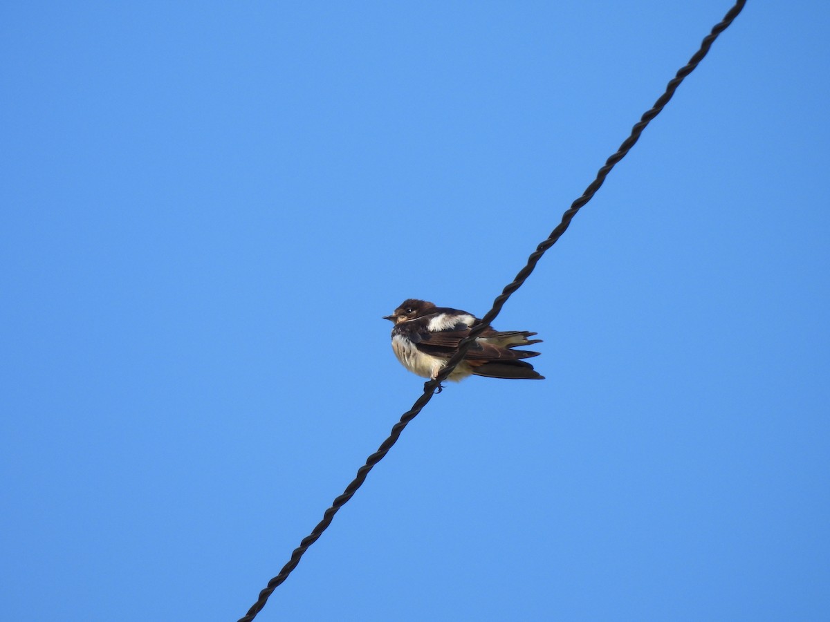 Barn Swallow - ML616231247