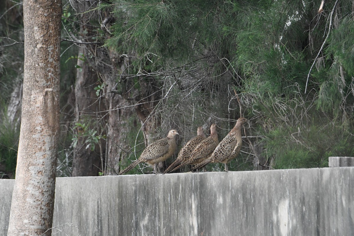 Ring-necked Pheasant - 品諭 陳
