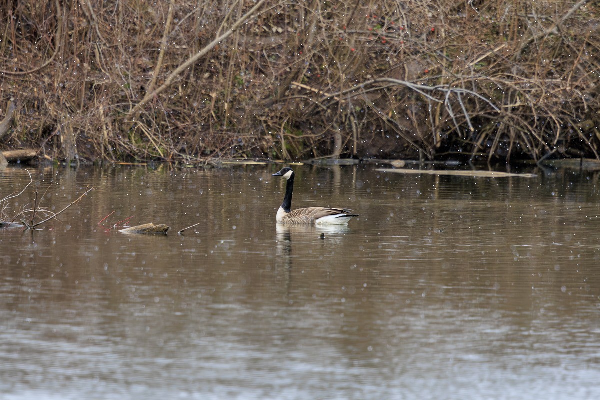 Canada Goose - ML616231260