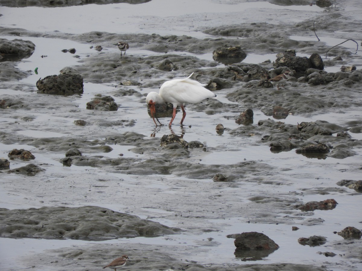 White Ibis - Jessie Stuebner