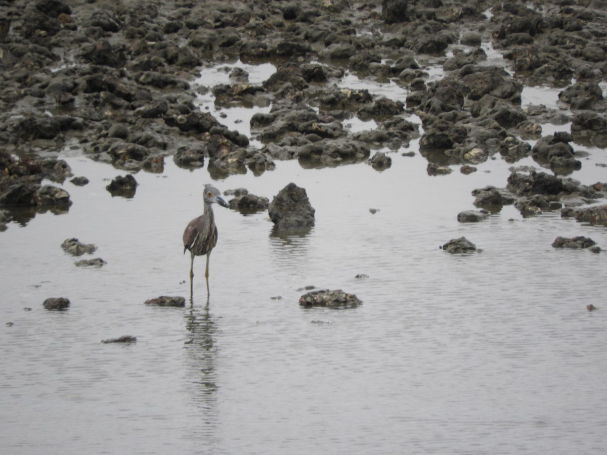 Yellow-crowned Night Heron - ML616231289