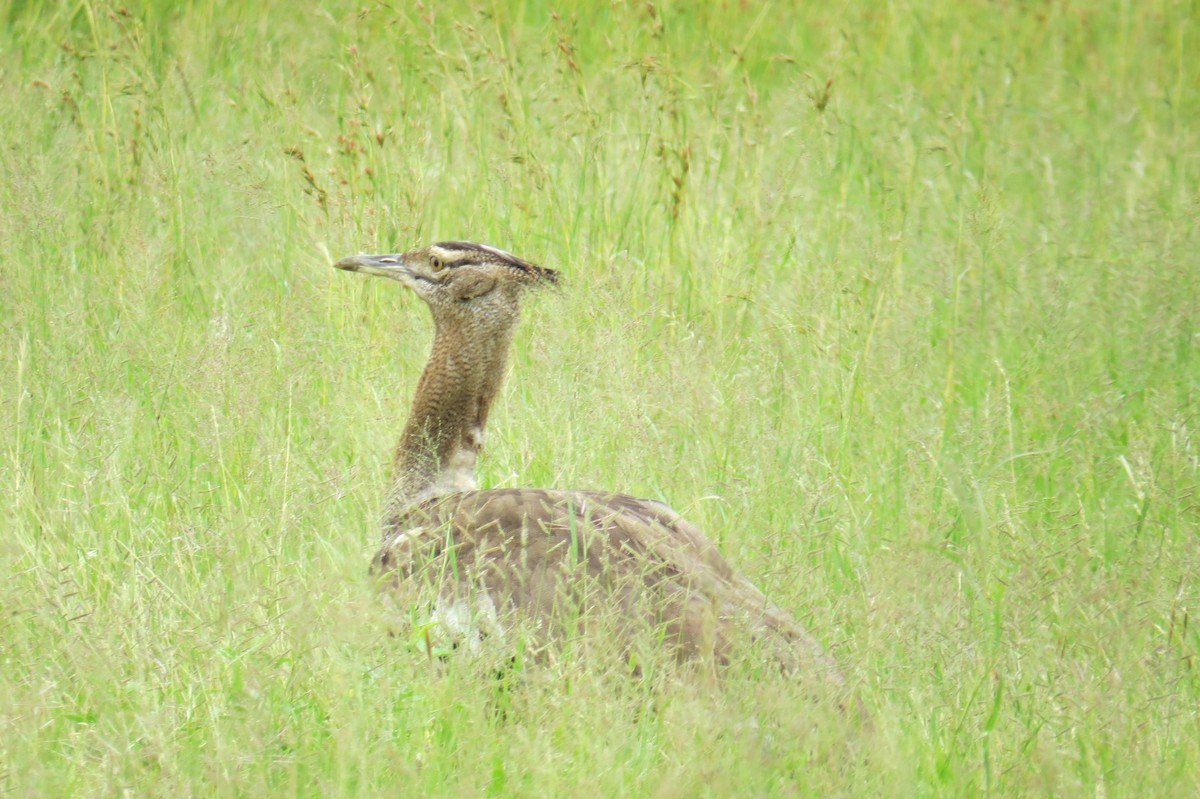 Kori Bustard - ML616231321