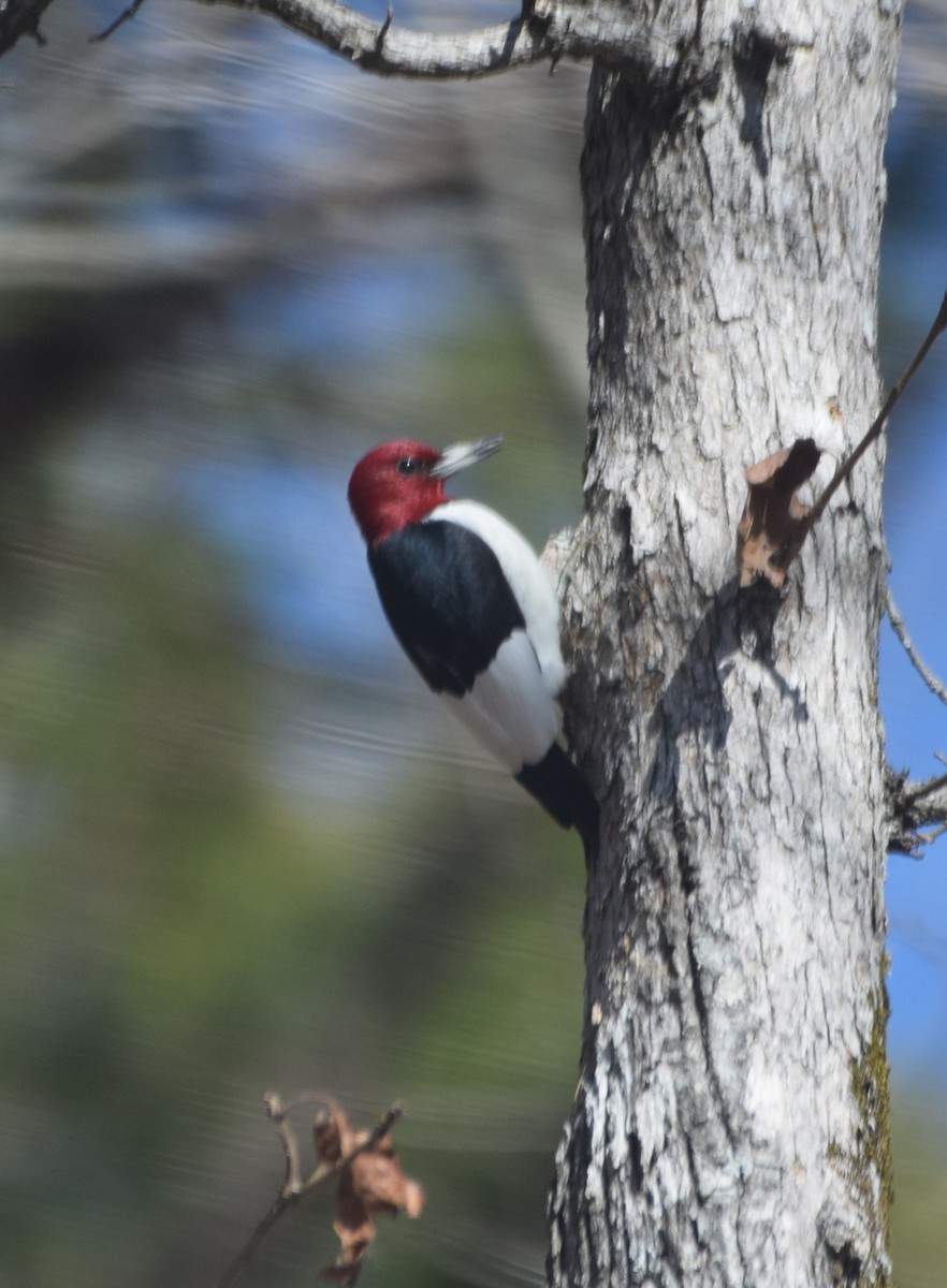 Red-headed Woodpecker - ML616231377