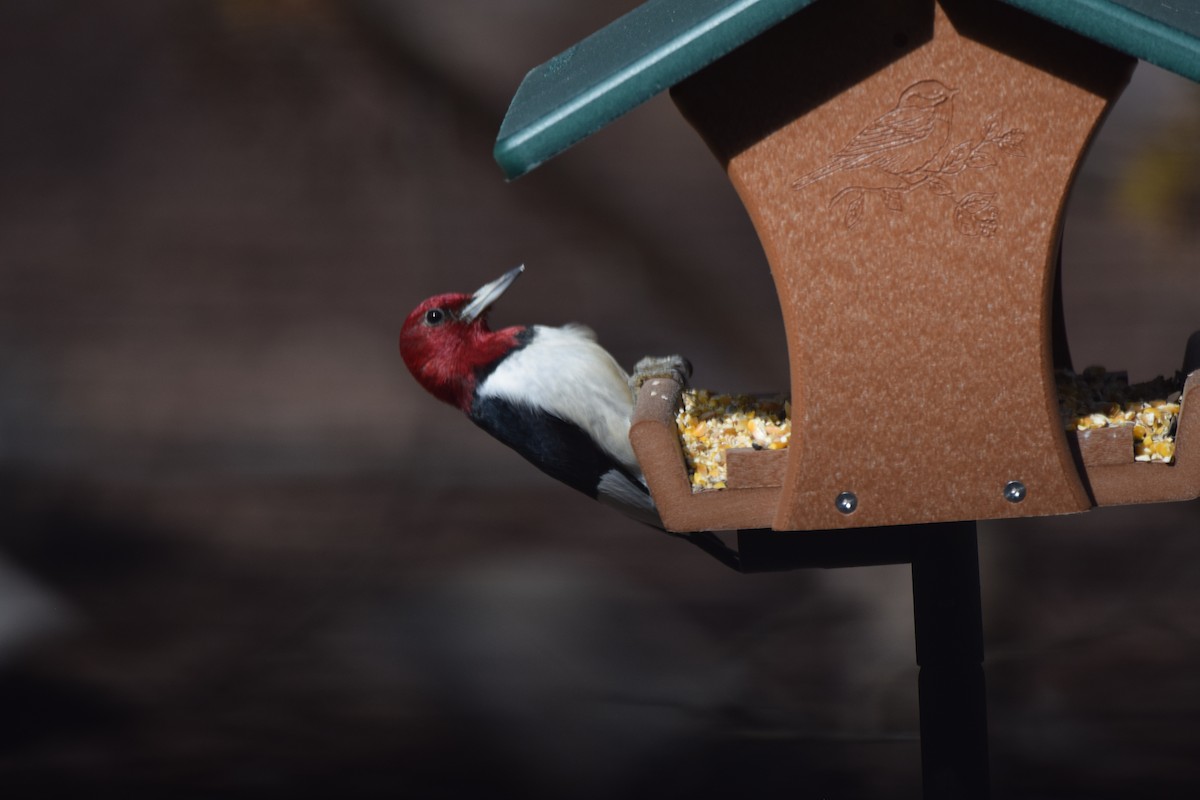 Red-headed Woodpecker - ML616231414