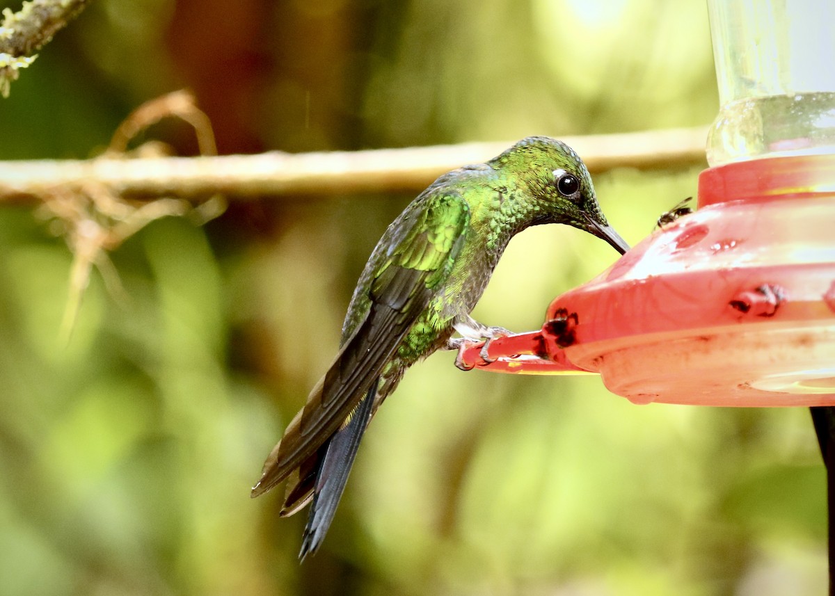 Green-crowned Brilliant - ML616231417