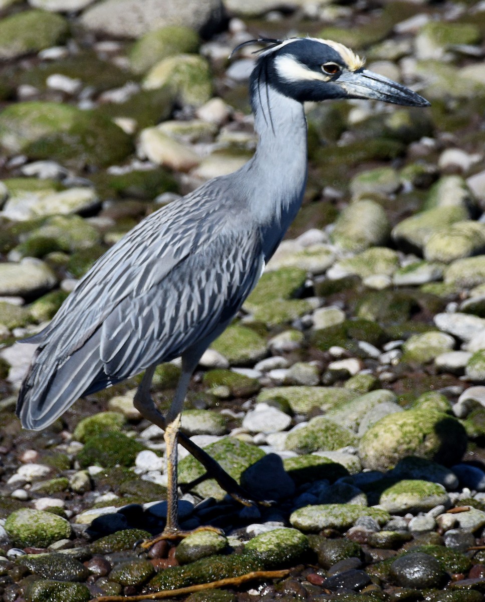 Yellow-crowned Night Heron - ML616231461