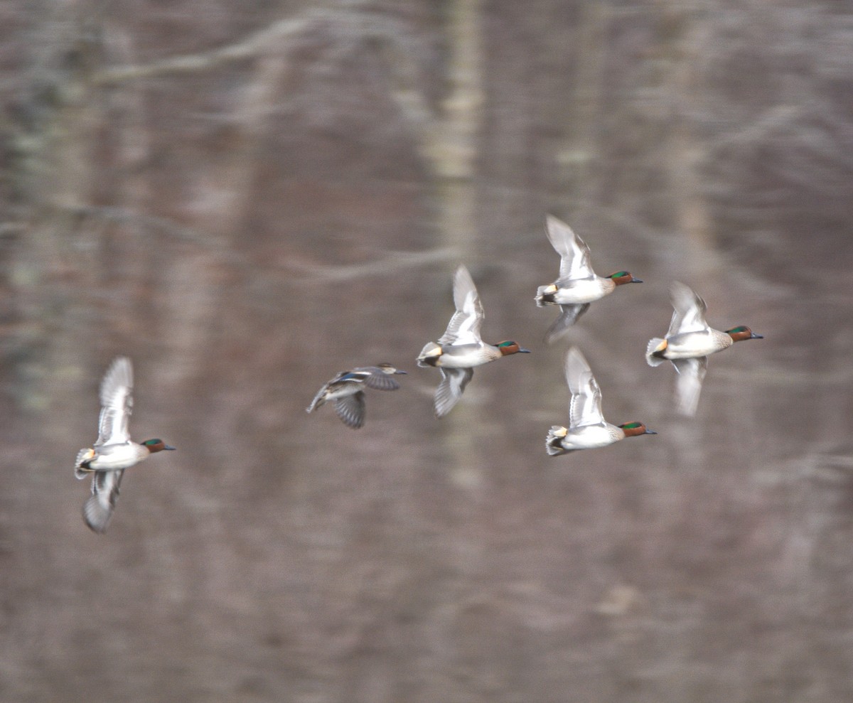 Green-winged Teal - ML616231474
