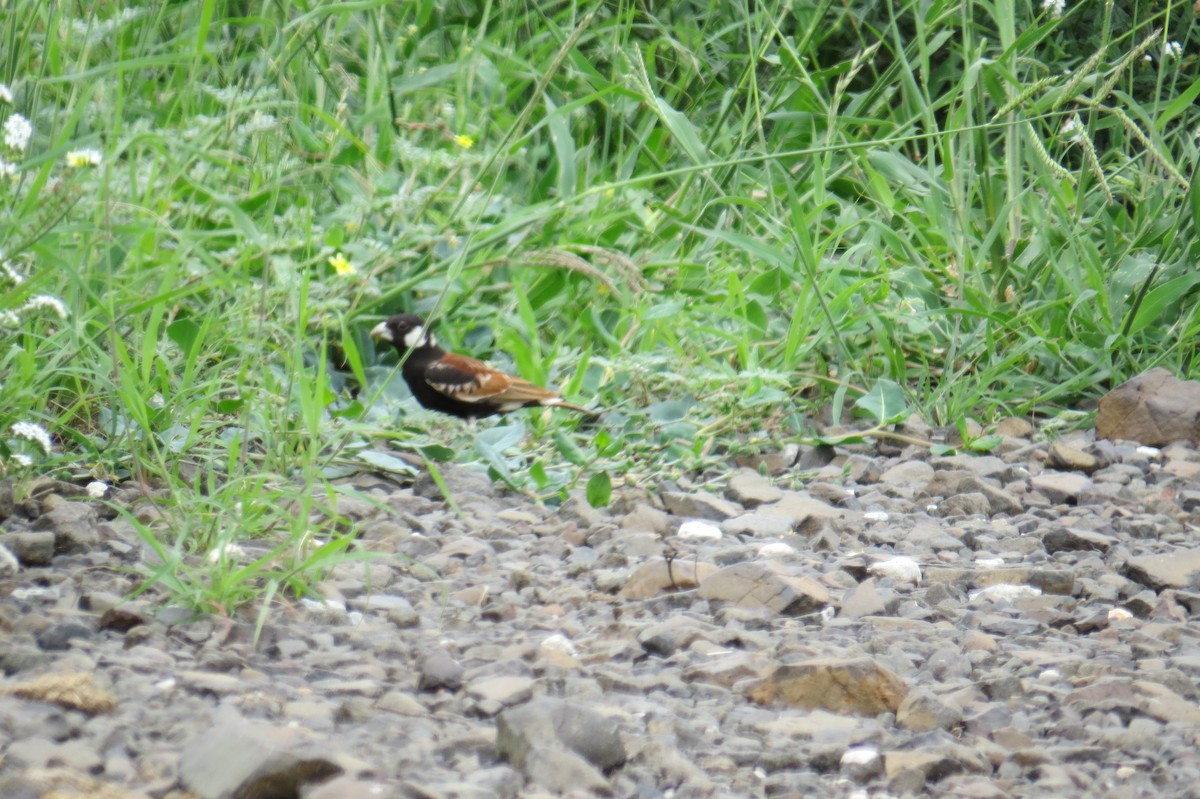 Chestnut-backed Sparrow-Lark - Charlene Dzielak