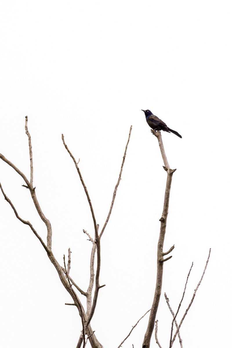 Common Grackle - ML616231546