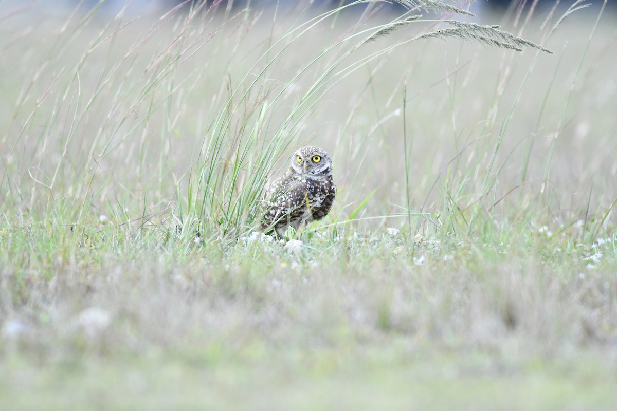 sýček králičí (ssp. floridana) - ML616231593