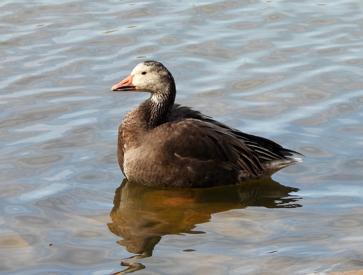 Snow Goose - Kisa Weeman