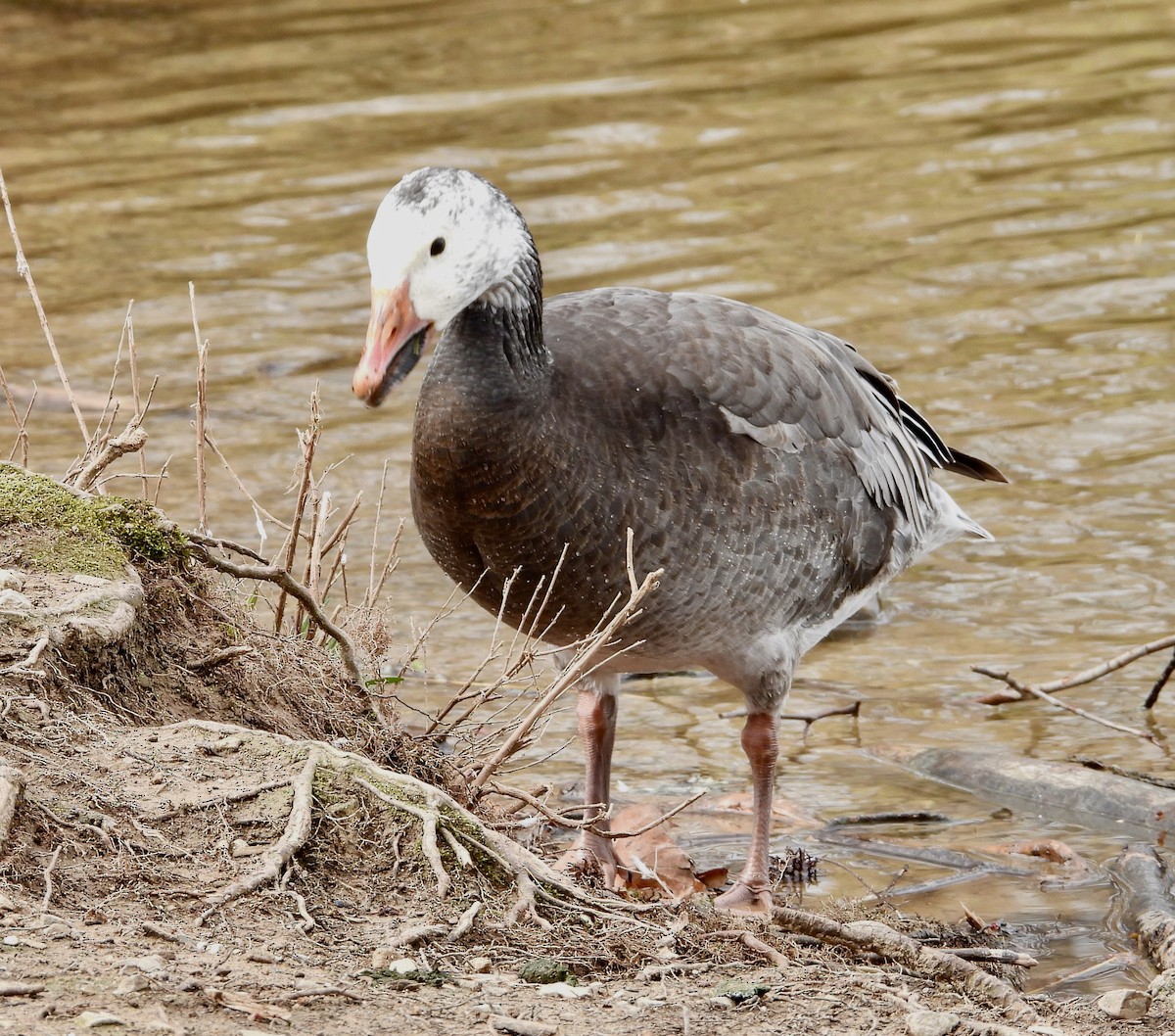 Snow Goose - ML616231617