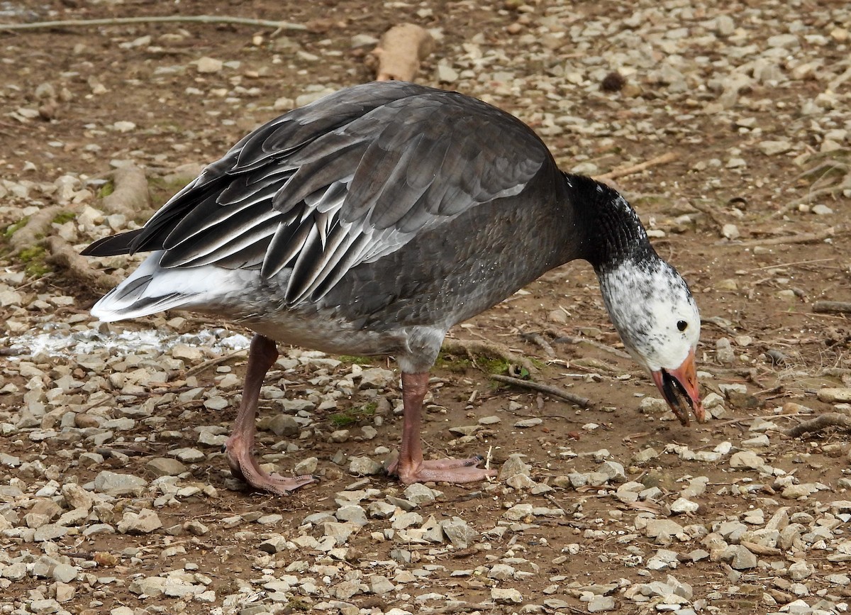 Snow Goose - ML616231618