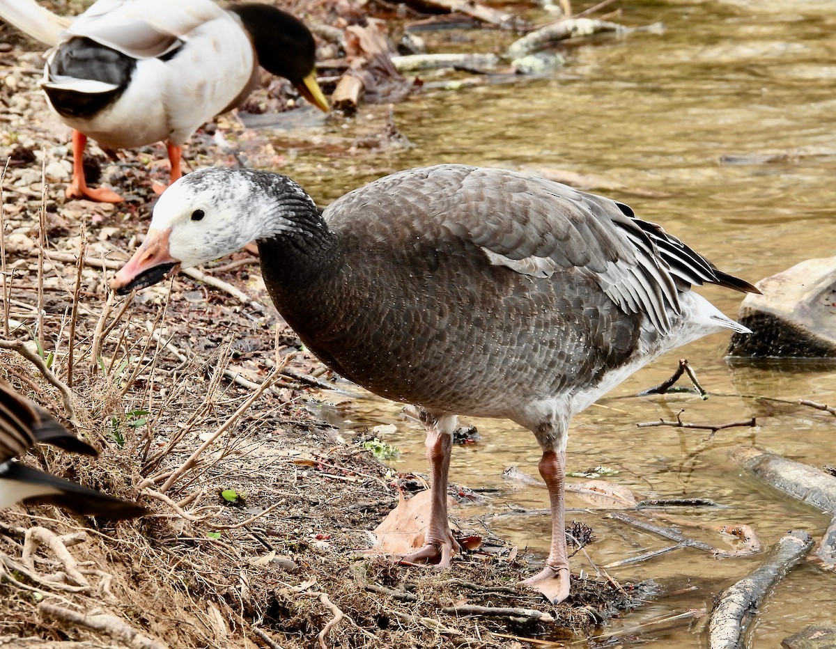 Snow Goose - ML616231622