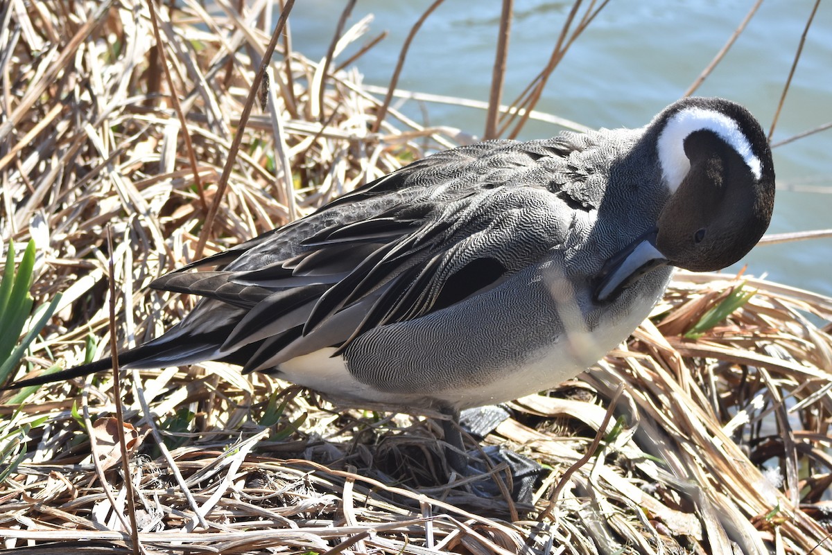 Northern Pintail - ML616231638