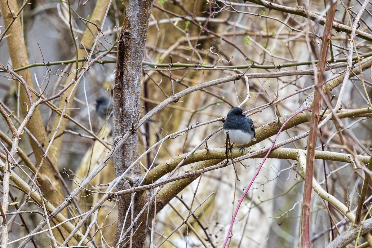 Dark-eyed Junco - ML616231645