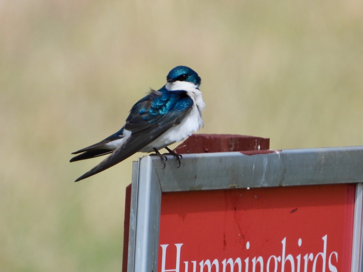 Tree Swallow - ML616231650