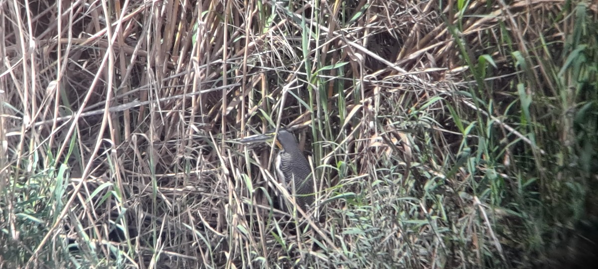 Bare-throated Tiger-Heron - Barry Southard