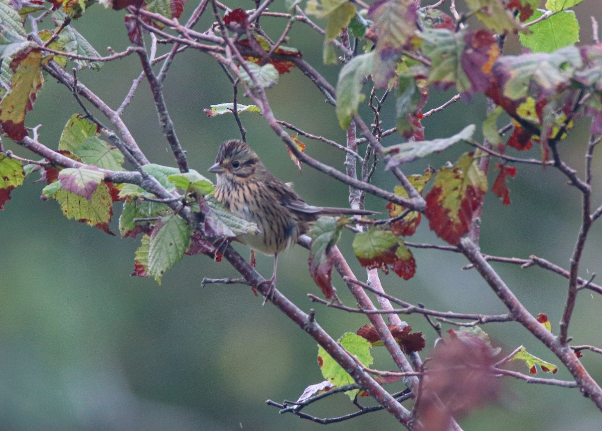 Lincoln's Sparrow - ML616231671