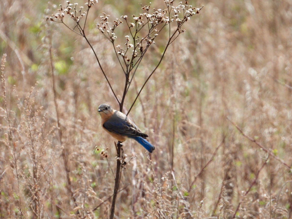 Eastern Bluebird - ML616231679