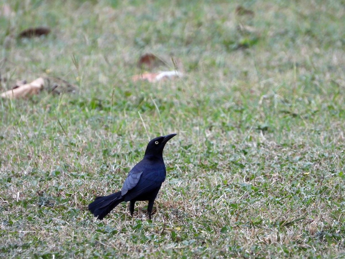 Greater Antillean Grackle - ML616231683