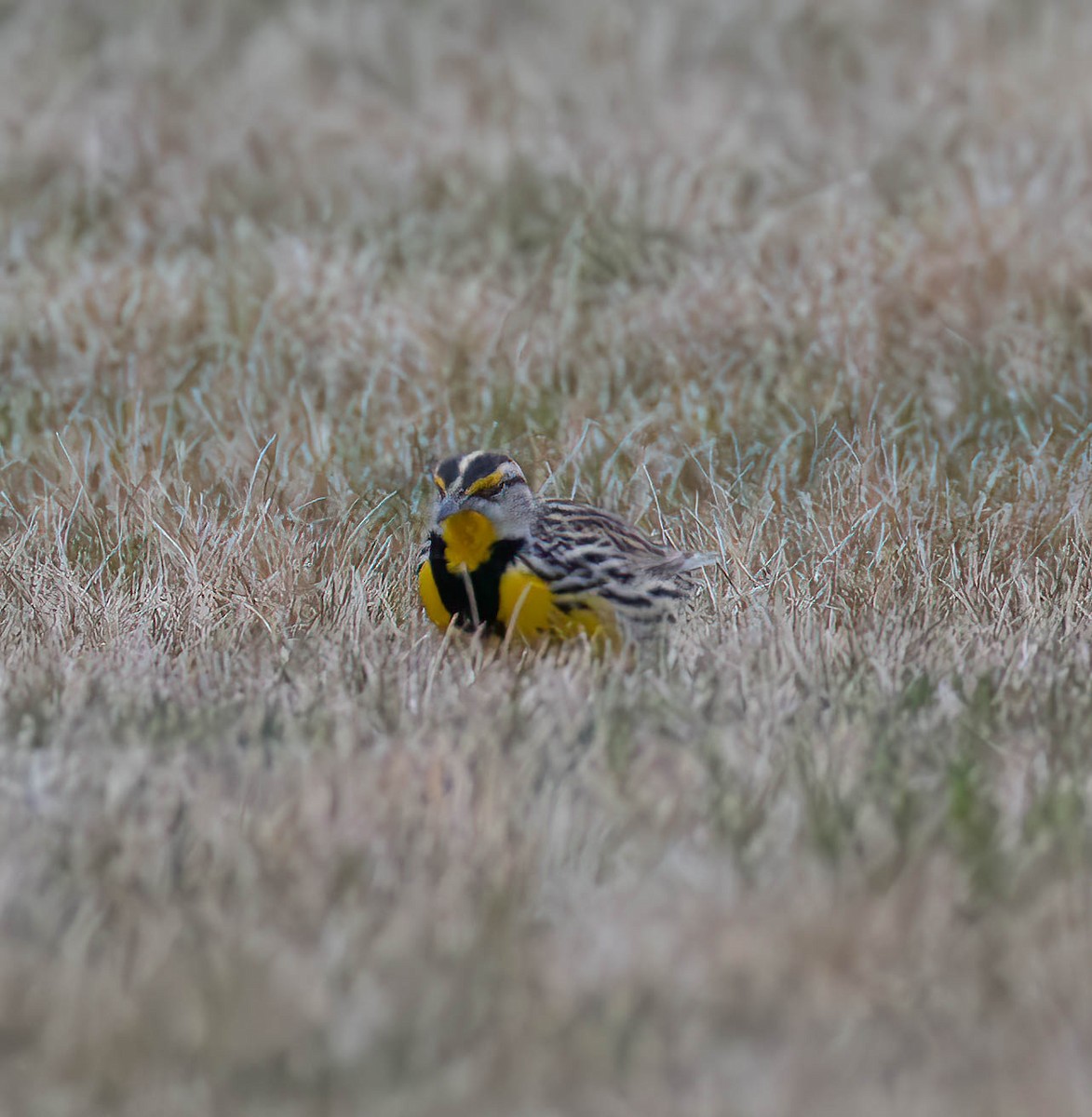 Eastern Meadowlark - ML616231685