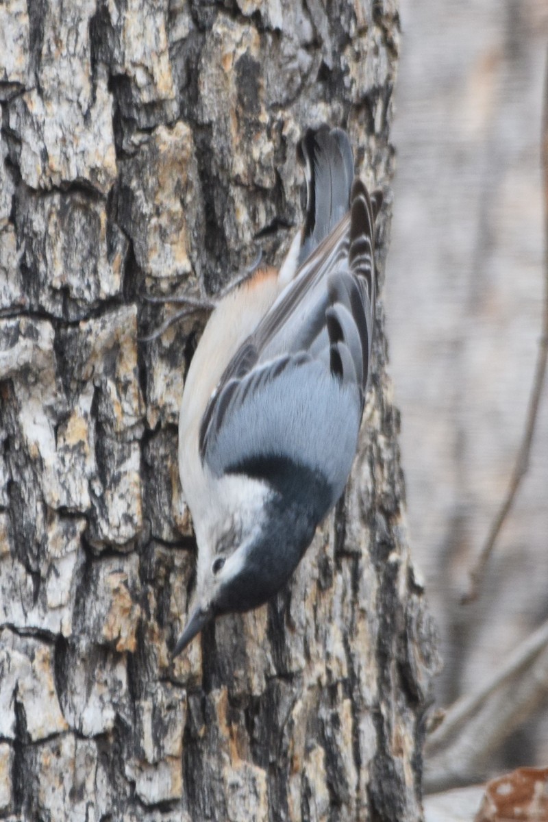 White-breasted Nuthatch - ML616231707