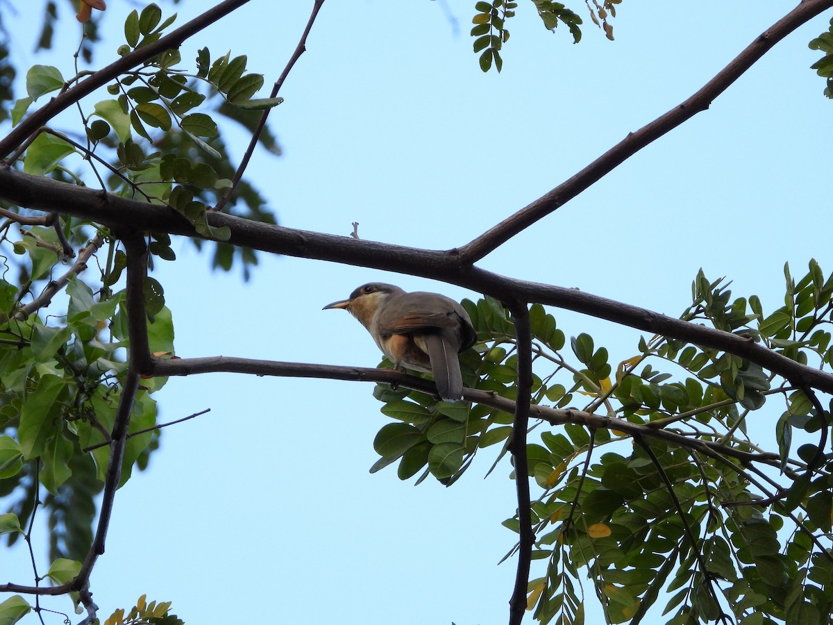 Mangrove Cuckoo - ML616231718