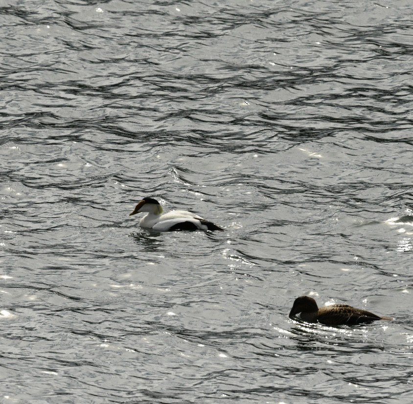 Common Eider - ML616231780