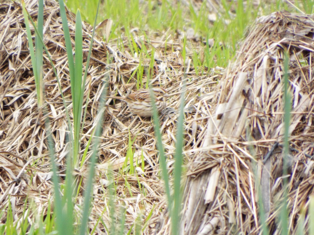 Song Sparrow - ML616231783