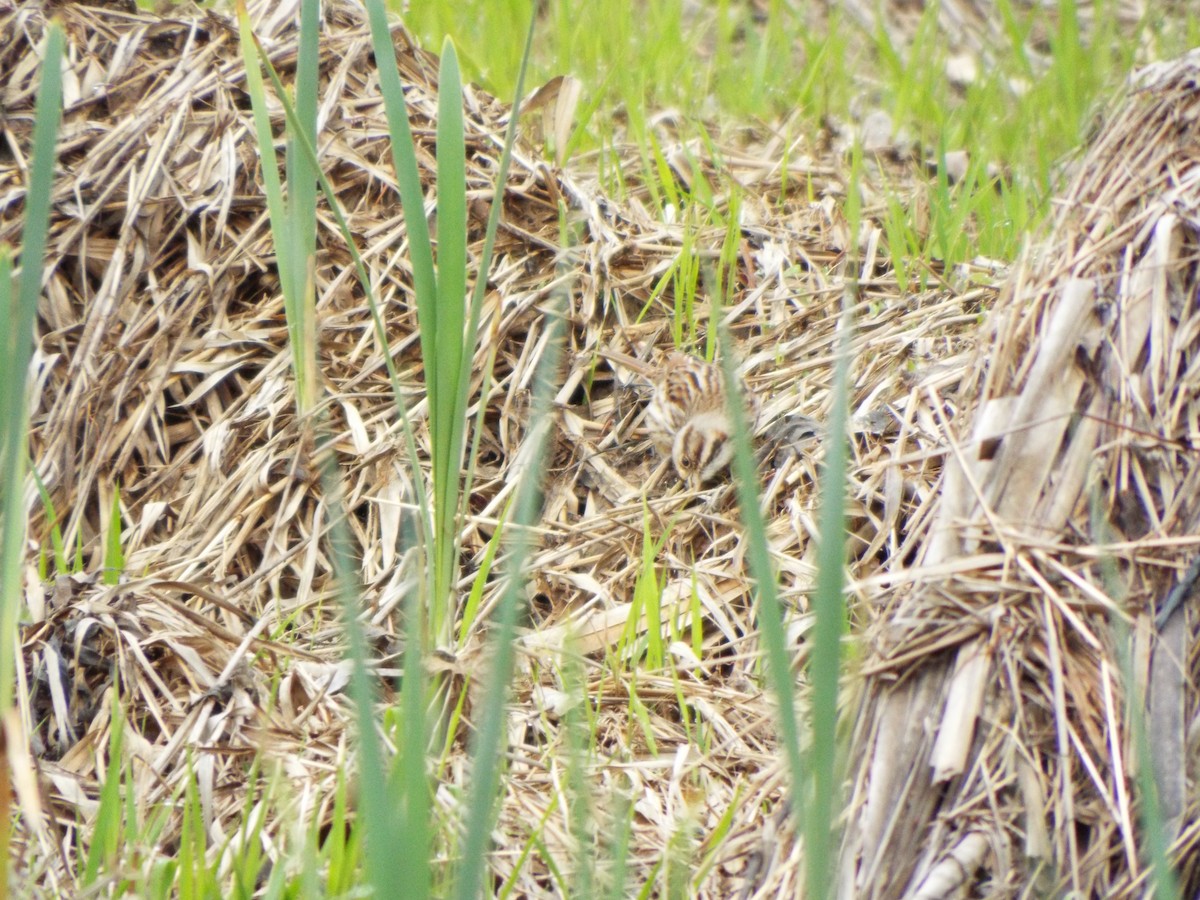 Song Sparrow - ML616231784