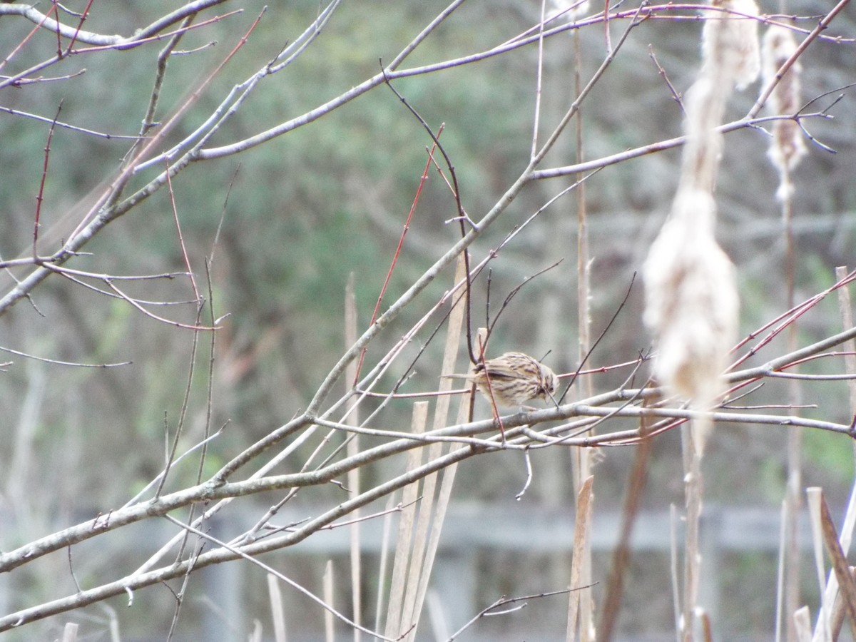 Song Sparrow - ML616231785