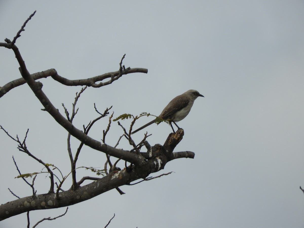 Tropical Mockingbird - Jessie Stuebner