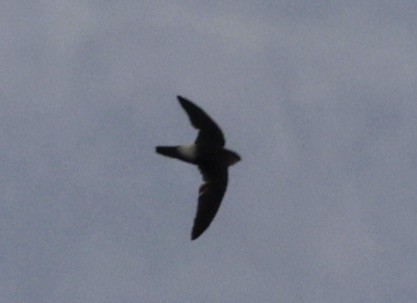 Band-rumped Swift - ML616231845